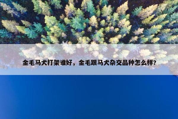 金毛马犬打架谁好，金毛跟马犬杂交品种怎么样?