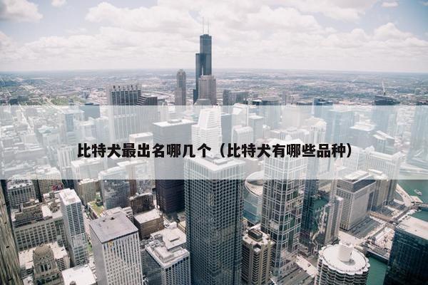 比特犬最出名哪几个（比特犬有哪些品种）
