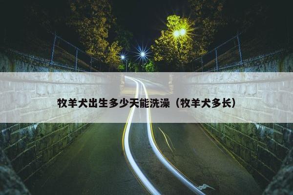 牧羊犬出生多少天能洗澡（牧羊犬多长）