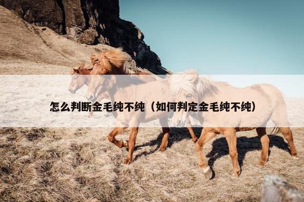 怎么判断金毛纯不纯（如何判定金毛纯不纯）