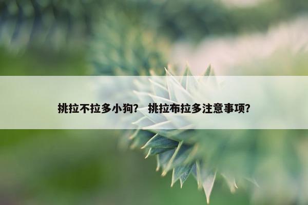 挑拉不拉多小狗？ 挑拉布拉多注意事项？