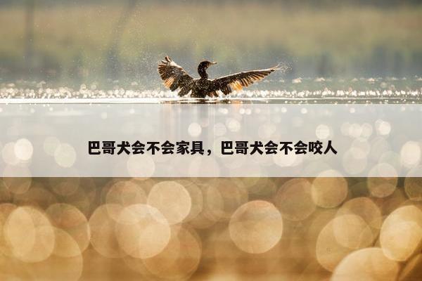巴哥犬会不会家具，巴哥犬会不会咬人
