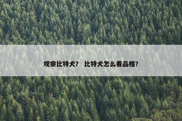 观察比特犬？ 比特犬怎么看品相？