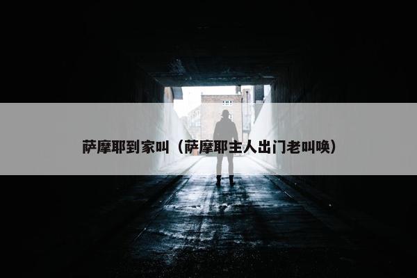 萨摩耶到家叫（萨摩耶主人出门老叫唤）