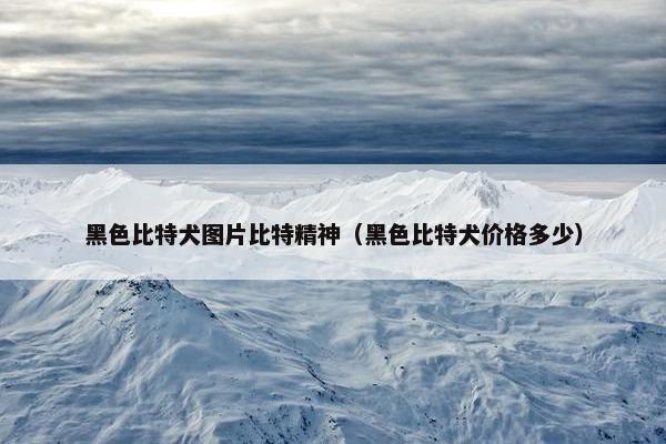 黑色比特犬图片比特精神（黑色比特犬价格多少）