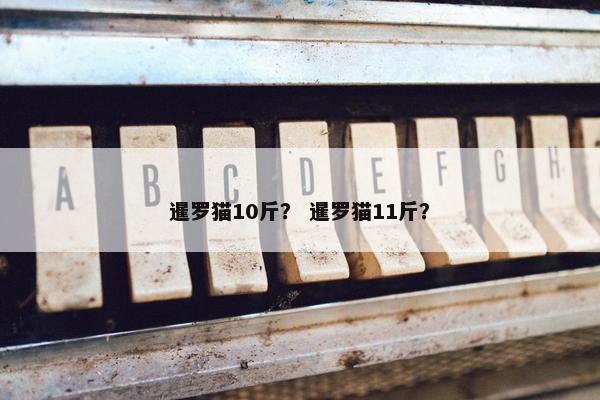 暹罗猫10斤？ 暹罗猫11斤？