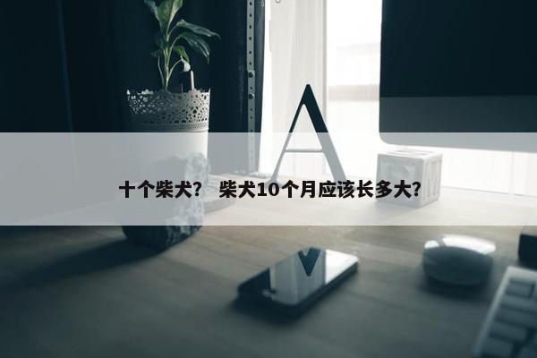 十个柴犬？ 柴犬10个月应该长多大？