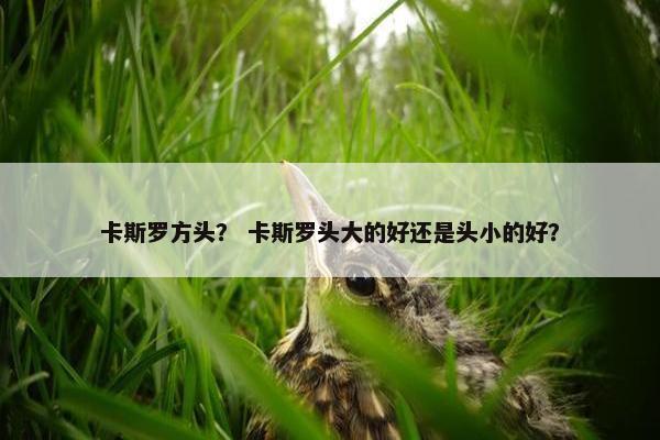 卡斯罗方头？ 卡斯罗头大的好还是头小的好？