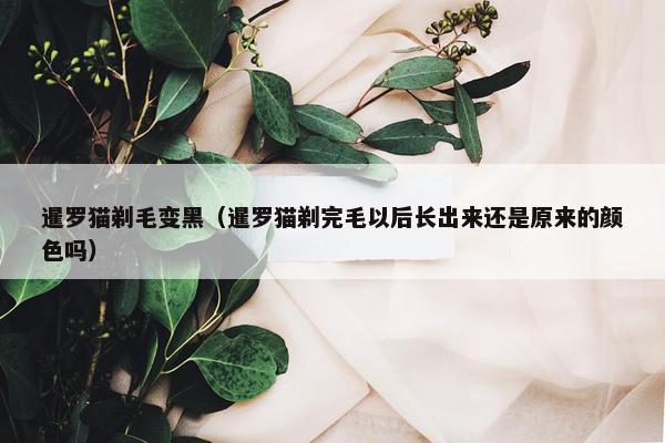 暹罗猫剃毛变黑（暹罗猫剃完毛以后长出来还是原来的颜色吗）