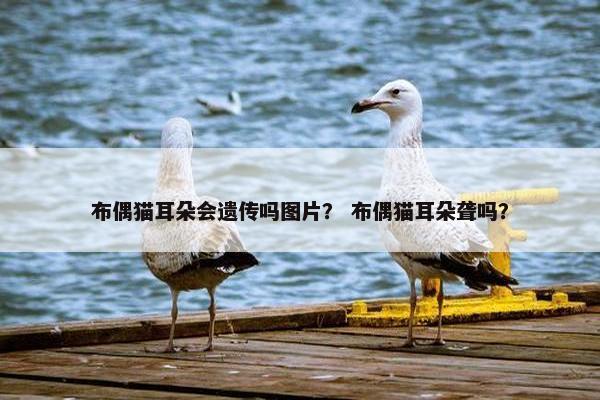 布偶猫耳朵会遗传吗图片？ 布偶猫耳朵聋吗？