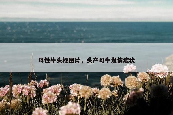 母性牛头梗图片，头产母牛发情症状