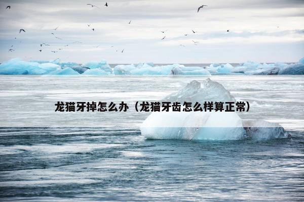 龙猫牙掉怎么办（龙猫牙齿怎么样算正常）