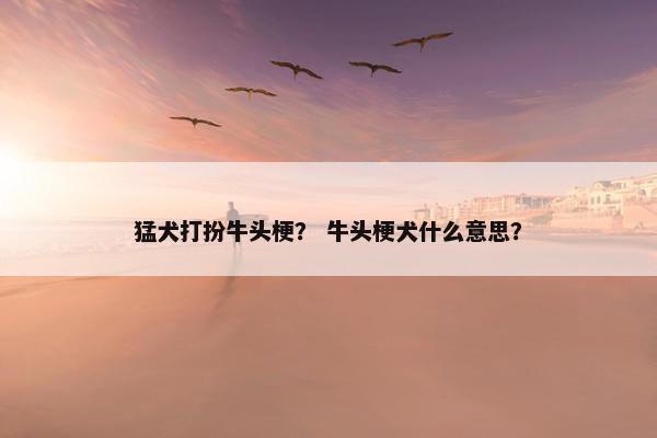 猛犬打扮牛头梗？ 牛头梗犬什么意思？