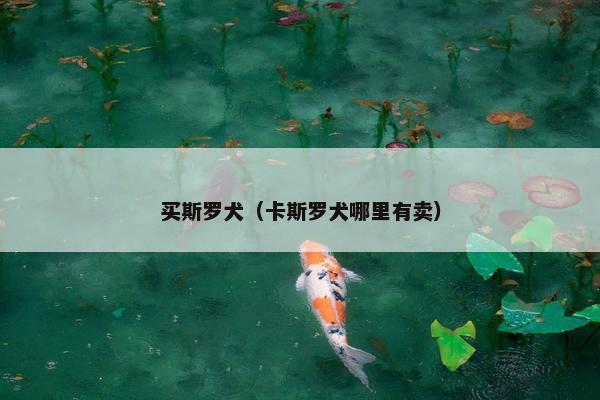 买斯罗犬（卡斯罗犬哪里有卖）