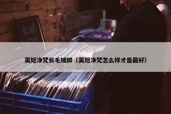 英短净梵长毛矮脚（英短净梵怎么样才是最好）