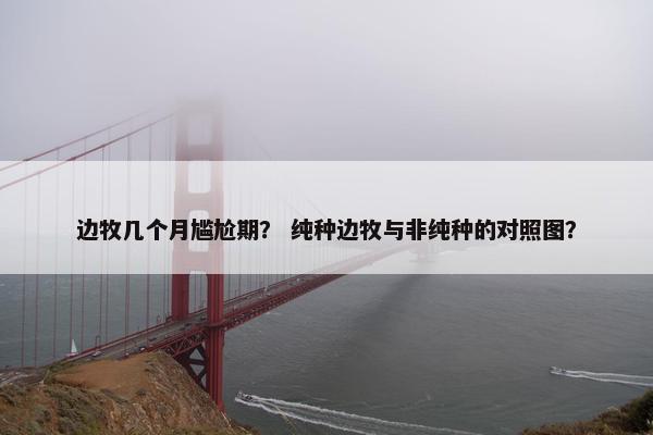 边牧几个月尴尬期？ 纯种边牧与非纯种的对照图？