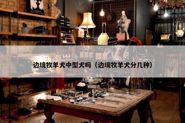 边境牧羊犬中型犬吗（边境牧羊犬分几种）