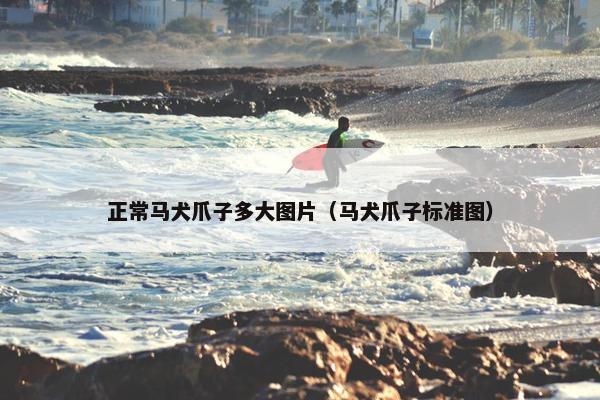 正常马犬爪子多大图片（马犬爪子标准图）