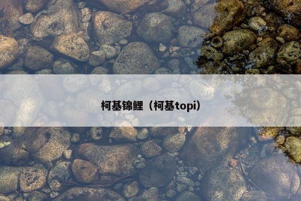 柯基锦鲤（柯基topi）