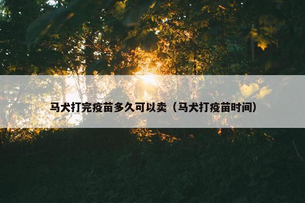 马犬打完疫苗多久可以卖（马犬打疫苗时间）