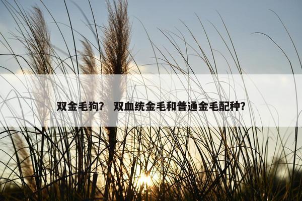 双金毛狗？ 双血统金毛和普通金毛配种？