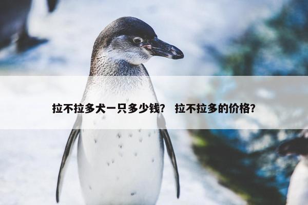 拉不拉多犬一只多少钱？ 拉不拉多的价格？