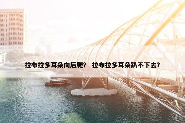 拉布拉多耳朵向后爬？ 拉布拉多耳朵趴不下去？