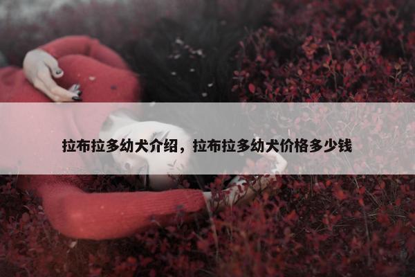 拉布拉多幼犬介绍，拉布拉多幼犬价格多少钱