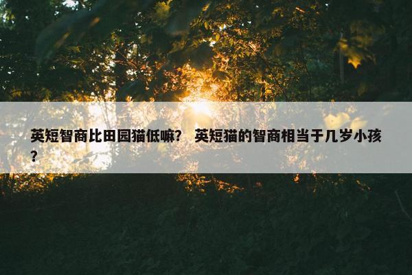 英短智商比田园猫低嘛？ 英短猫的智商相当于几岁小孩？