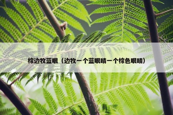 棕边牧蓝眼（边牧一个蓝眼睛一个棕色眼睛）