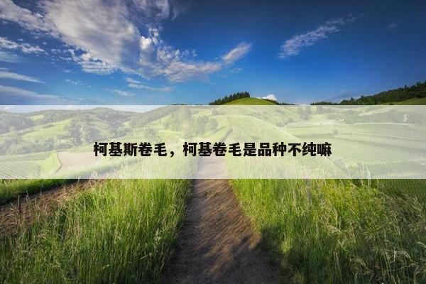 柯基斯卷毛，柯基卷毛是品种不纯嘛