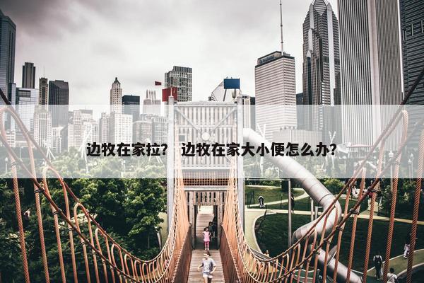 边牧在家拉？ 边牧在家大小便怎么办？