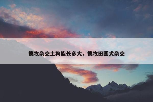 德牧杂交土狗能长多大，德牧田园犬杂交