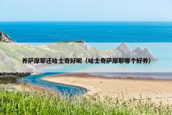 养萨摩耶还哈士奇好呢（哈士奇萨摩耶哪个好养）