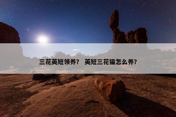 三花英短领养？ 英短三花猫怎么养？