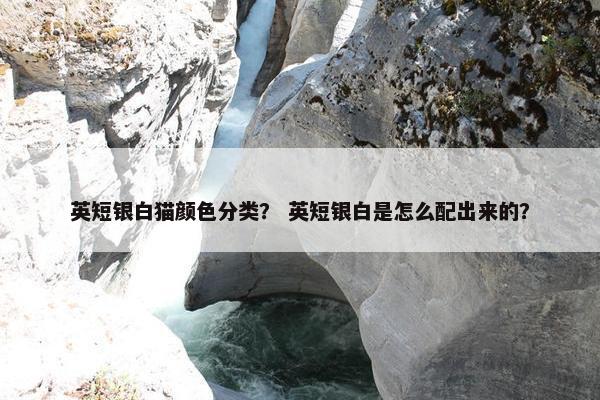 英短银白猫颜色分类？ 英短银白是怎么配出来的？