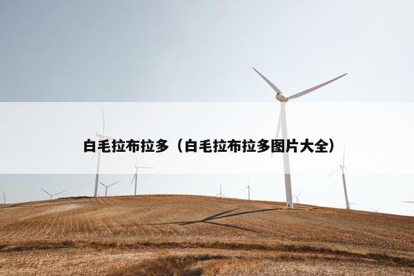 白毛拉布拉多（白毛拉布拉多图片大全）