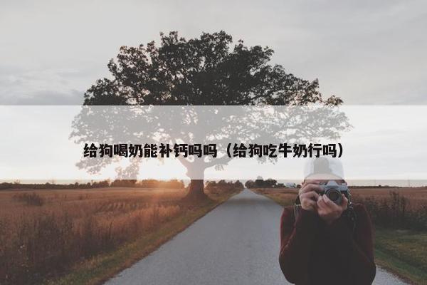 给狗喝奶能补钙吗吗（给狗吃牛奶行吗）