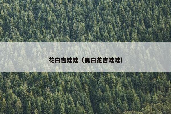 花白吉娃娃（黑白花吉娃娃）