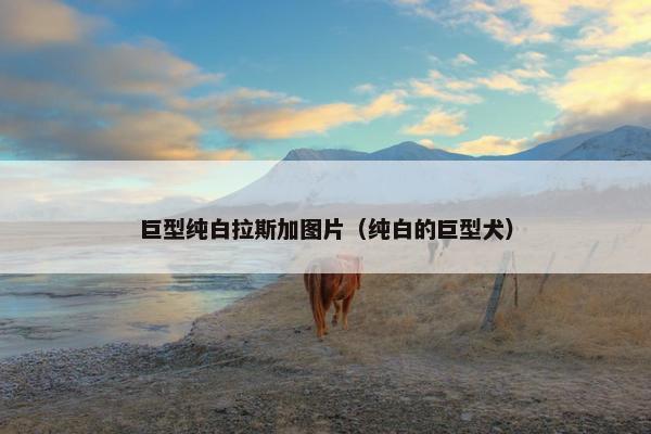 巨型纯白拉斯加图片（纯白的巨型犬）