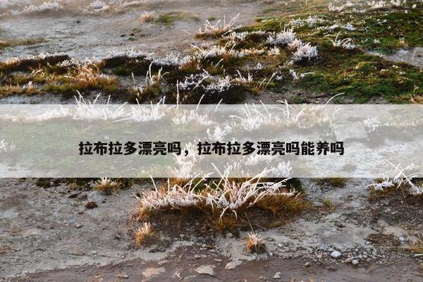 拉布拉多漂亮吗，拉布拉多漂亮吗能养吗