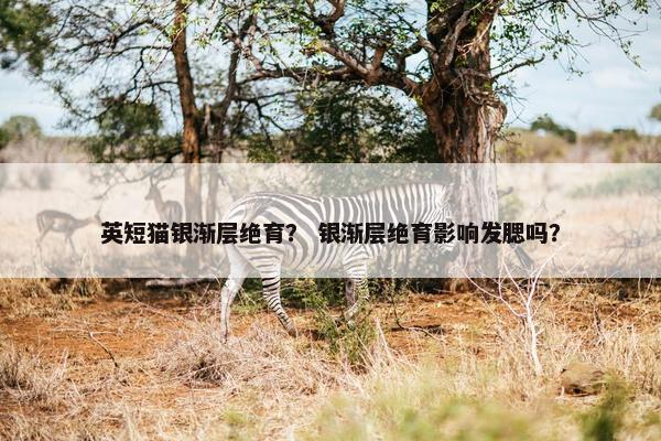 英短猫银渐层绝育？ 银渐层绝育影响发腮吗？