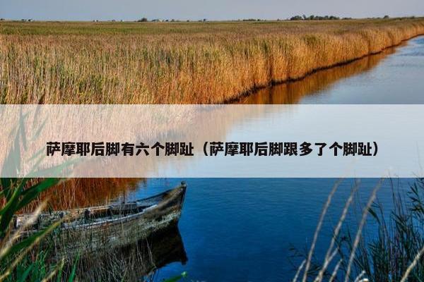 萨摩耶后脚有六个脚趾（萨摩耶后脚跟多了个脚趾）