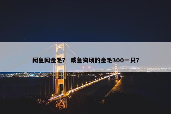 闲鱼网金毛？ 咸鱼狗场的金毛300一只？