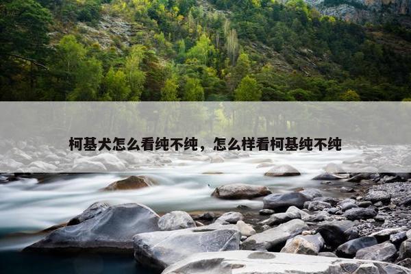柯基犬怎么看纯不纯，怎么样看柯基纯不纯