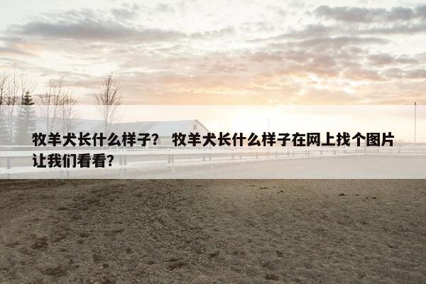 牧羊犬长什么样子？ 牧羊犬长什么样子在网上找个图片让我们看看？
