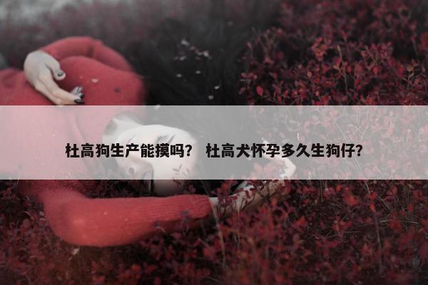 杜高狗生产能摸吗？ 杜高犬怀孕多久生狗仔？