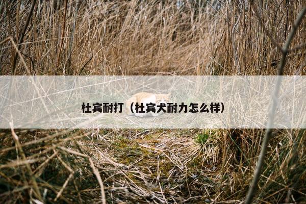 杜宾耐打（杜宾犬耐力怎么样）