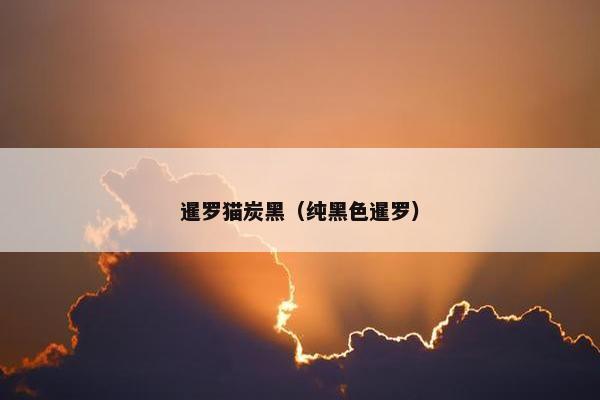 暹罗猫炭黑（纯黑色暹罗）