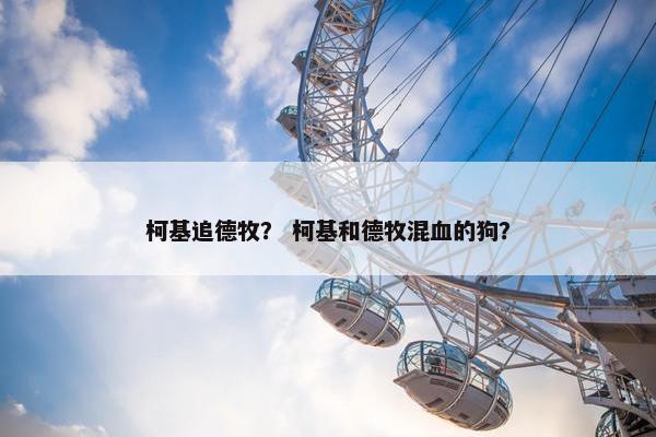 柯基追德牧？ 柯基和德牧混血的狗？